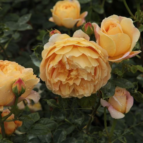Gärtnerei - Rosa Ausgold - gelb - englische rosen - stark duftend - David Austin - Zauberhafte, tiefgelbe  englische Rose, mit süßlichem Duft.